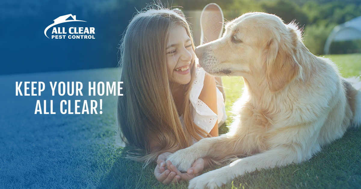 Elk Grove Pest Control All Clear Pest Control