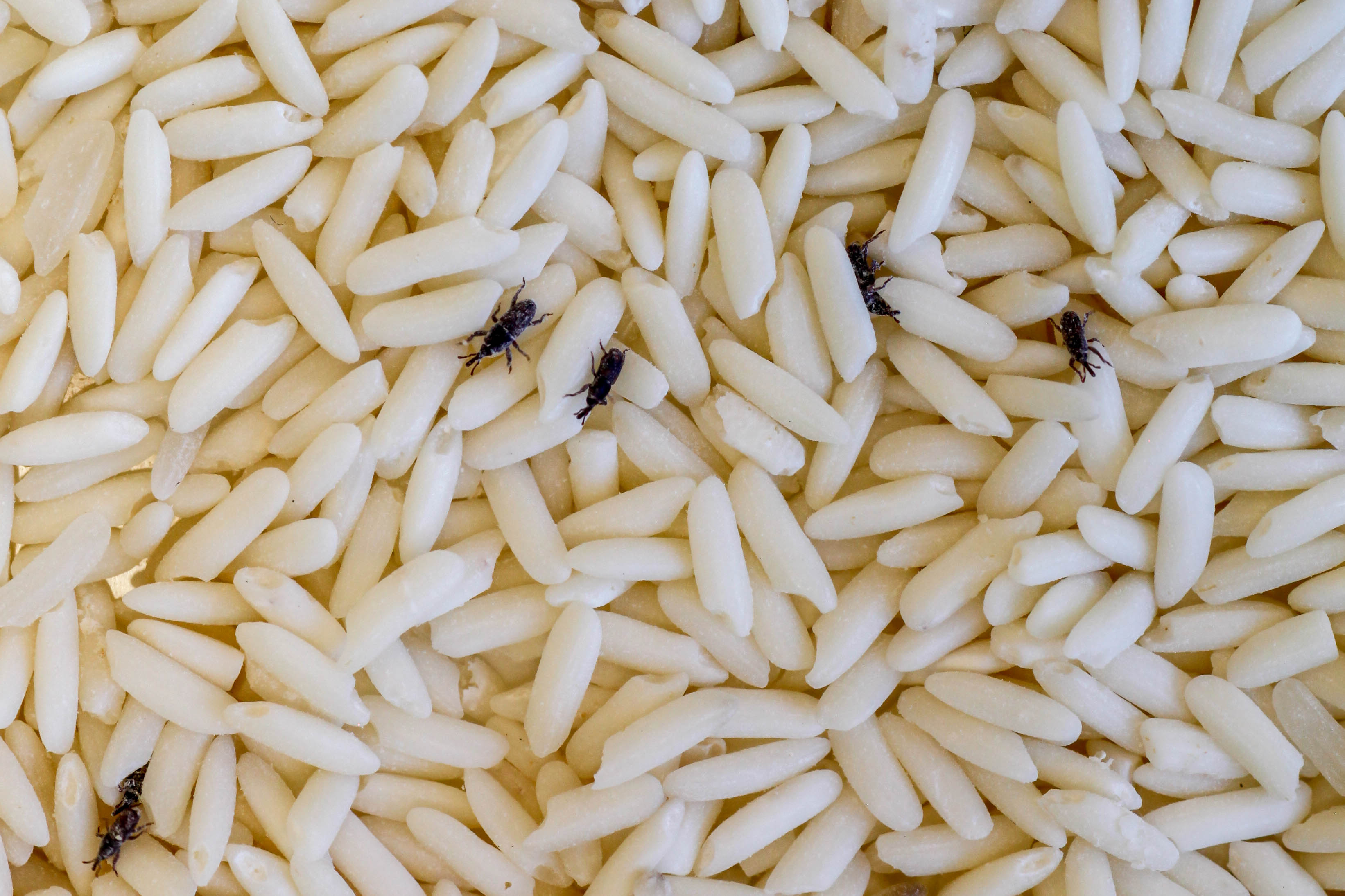 Weevils eating uncooked rice